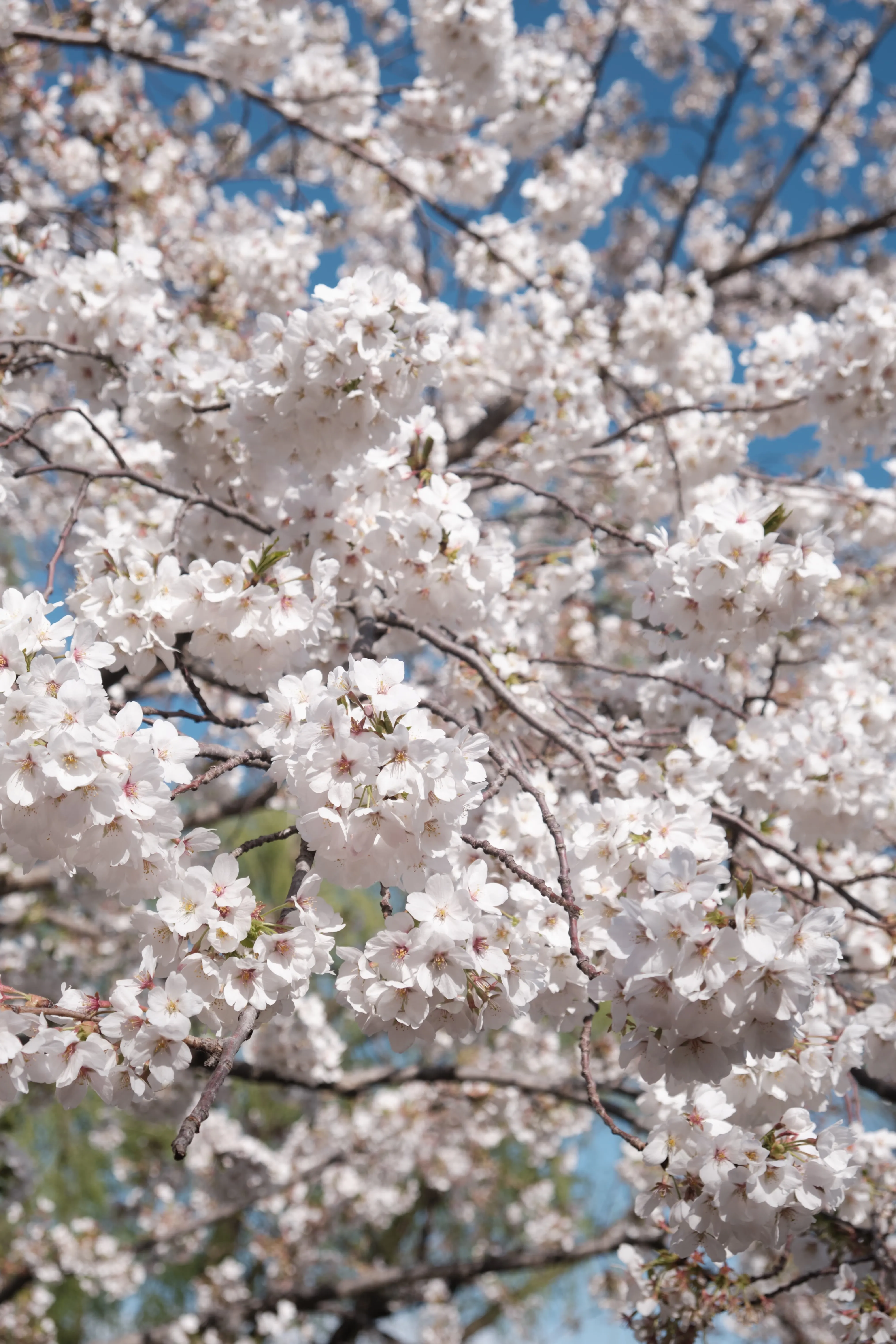 游记 - 2025 - 玉渊潭春